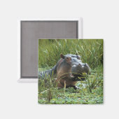 アフリカ、ケニア、マサイマラNR。母ヒッポ マグネット (正面/裏面)