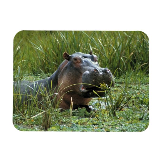 アフリカ ケニア マサイマラNR 母親のカバ マグネット (横)
