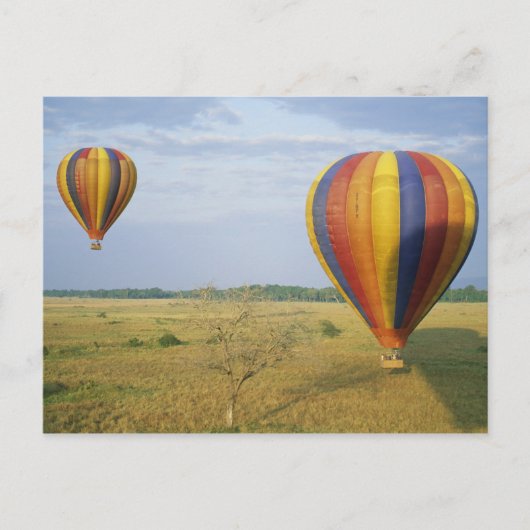 アフリカ、ケニア、マサイ·マラ国立保護区 ポストカード (正面)