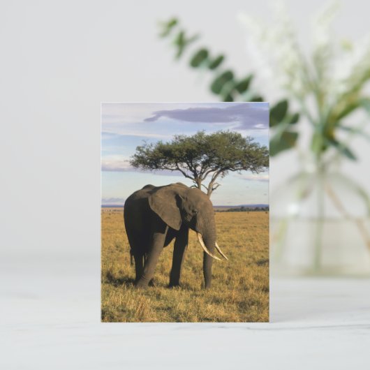 アフリカ、ケニア、マサイ・マラ。の中のエレファント ポストカード (スタンド正面)