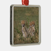 アフリカ;ケニア;マサイ・マラ;チーター・カブ3 メタルオーナメント (右)