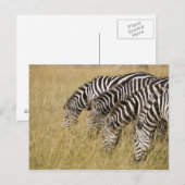 アフリカ、ケニア、マサイ・マラ ポストカード (正面/裏面)