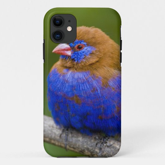 アフリカ ケニア ムラサキテリカケス Case-Mate iPhoneケース (裏面)