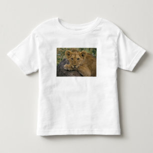 アフリカ、ケニア。ライオンのポートレート。 トドラーTシャツ