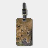 アフリカ、ケニア。ライオンのポートレート。 ラゲッジタグ (正面縦)