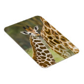 アフリカ。ケニア。ロスシルドズキリンベビー マグネット (右側)