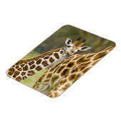 アフリカ。ケニア。ロスシルドズキリンベビー マグネット (左側)