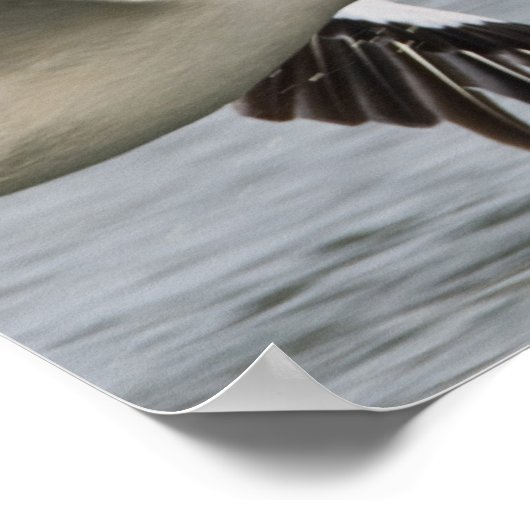 アフリカ。ケニア。湖で飛行中の白いペリカン ポスター (角)