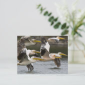 アフリカ。ケニア。湖で飛行中の白いペリカン ポストカード (スタンド正面)