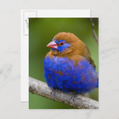 アフリカ。ケニア。湖のパープルグレナディエの男性 ポストカード (正面/裏面)