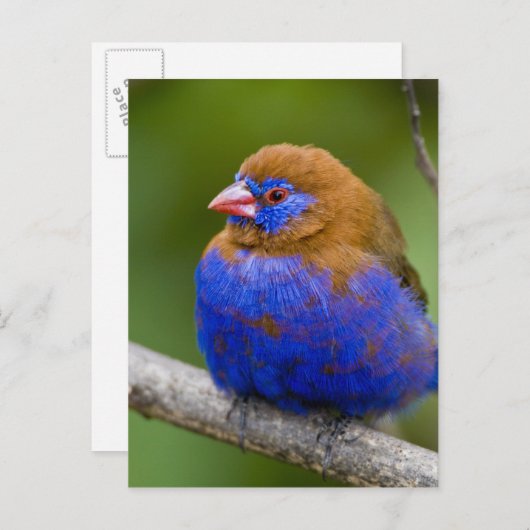 アフリカ。ケニア。湖のパープルグレナディエの男性 ポストカード (正面/裏面)