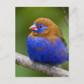 アフリカ。ケニア。湖のパープルグレナディエの男性 ポストカード (正面)