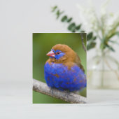 アフリカ。ケニア。湖のパープルグレナディエの男性 ポストカード (スタンド正面)