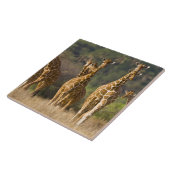 アフリカ。ケニア。網状ギラフィの群れ タイル (側面)