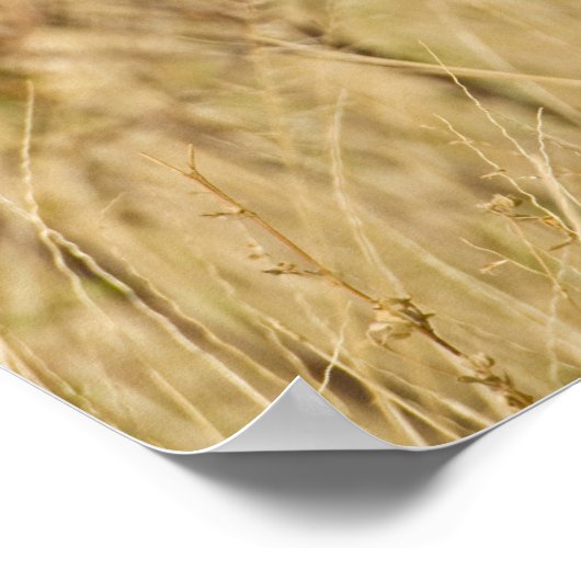 アフリカ。ケニア。Samburu NPでチーター。 ポスター (角)