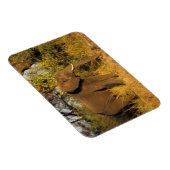 アフリカ、ジンバブエ、ビクトリア秋国立公園。 マグネット (右側)