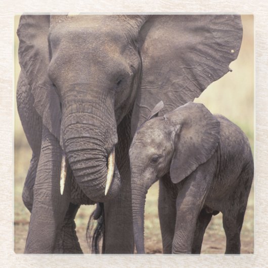 アフリカ、タンザニアのTarangireの国立公園 ガラスコースター (正面)