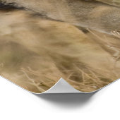 アフリカ。タンザニア。オスのライオンNgorongoro ポスター (角)