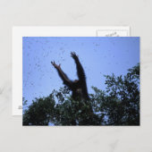 アフリカ、タンザニア、グリッター達飛んでいる達 ポストカード (正面/裏面)