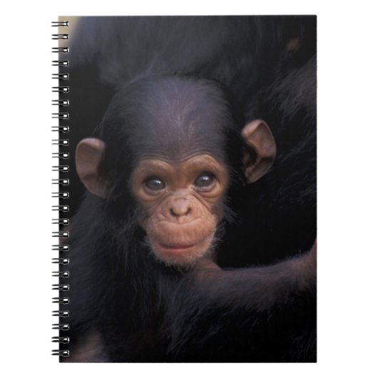 アフリカ、タンザニア、ゴンベナトルパーク ノートブック (正面)