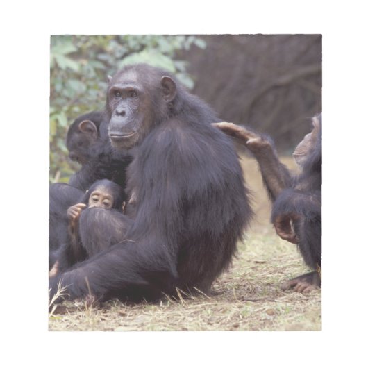 アフリカ タンザニア ゴンベ国立公園 幼若なメス ノートパッド (正面)
