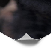 アフリカ、タンザニア、ゴンベ・ナトル公園、フリート、 ポスター (角)