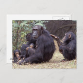 アフリカ、タンザニア、ゴンベNP乳児女性 ポストカード (正面/裏面)