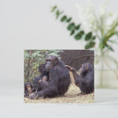 アフリカ、タンザニア、ゴンベNP乳児女性 ポストカード (スタンド正面)