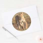 アフリカ、タンザニア、セレンゲティ。ライオンとライオン ラウンドシール (封筒)