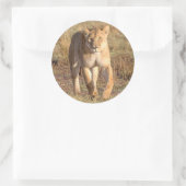 アフリカ、タンザニア、セレンゲティ。ライオンとライオン ラウンドシール (バッグ)