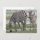 アフリカ。タンザニア。ゼブラ母と子馬 ポストカード (正面/裏面)