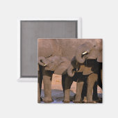 アフリカ、タンザニア、タランギール国立公園。 マグネット (正面/裏面)