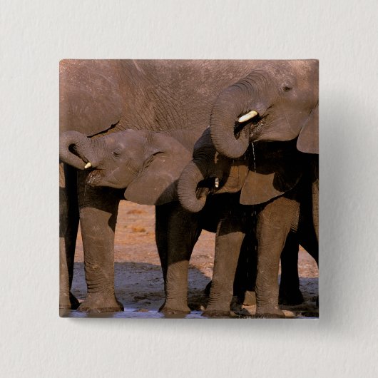 アフリカ、タンザニア、タランギール国立公園。 缶バッジ (正面)