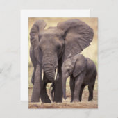 アフリカ、タンザニア、タランギール国立公園。2 ポストカード (正面/裏面)