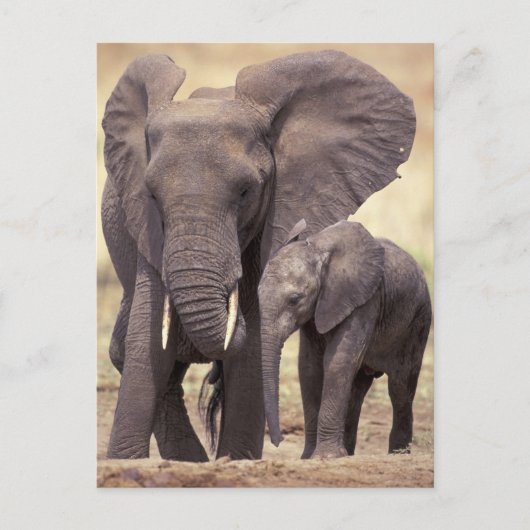 アフリカ、タンザニア、タランギール国立公園。2 ポストカード (正面)