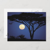 アフリカ、タンザニア、タランギール。アカシアの木 ポストカード (正面/裏面)