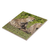 アフリカ。タンザニア。チーターの母と子供2 タイル (側面)