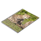 アフリカ。タンザニア。チーターの母と子供2 ノートブック (左側)