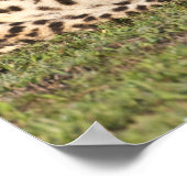 アフリカ。タンザニア。チーターの母と子供2 ポスター (角)