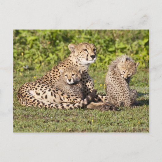 アフリカ。タンザニア。チーターの母と子供2 ポストカード (正面)