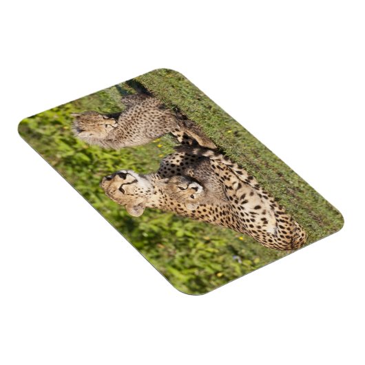 アフリカ。タンザニア。チーターの母と子供2 マグネット (右側)