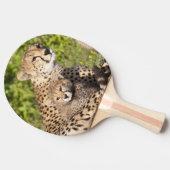 アフリカ。タンザニア。チーターの母と子供2 卓球ラケット (横)