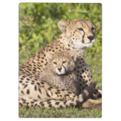 アフリカ タンザニア チーターの親子 2 クリップボード (裏面)