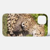 アフリカ タンザニア チーターの親子 2 Case-Mate iPhoneケース (裏面 (横))