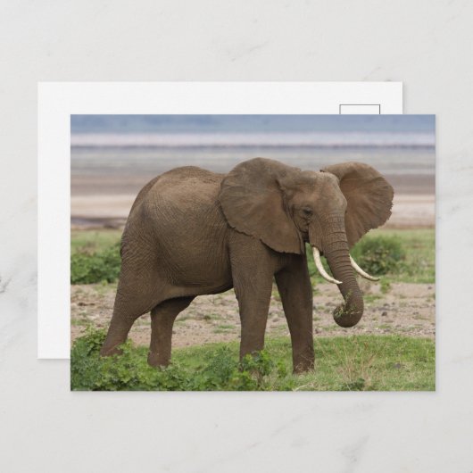 アフリカ。タンザニア。マニヤーラ湖の象NP. ポストカード (正面/裏面)