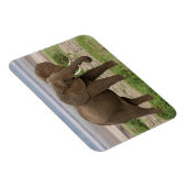 アフリカ。タンザニア。マニヤーラ湖の象NP. マグネット (右側)