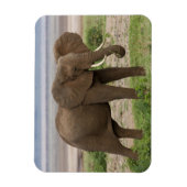 アフリカ。タンザニア。マニヤーラ湖の象NP. マグネット (縦)