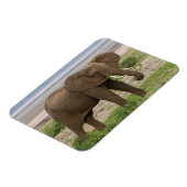 アフリカ。タンザニア。マニヤーラ湖の象NP. マグネット (左側)