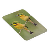 アフリカ。タンザニア。リトルビーアイターズアットマニヤラ マグネット (右側)