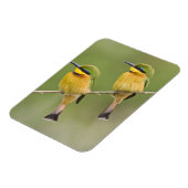 アフリカ。タンザニア。リトルビーアイターズアットマニヤラ マグネット (左側)